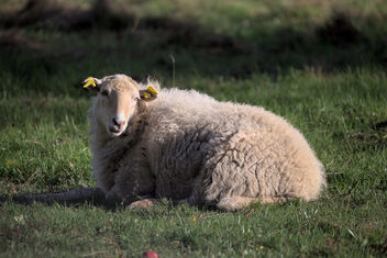 Lying in the sun - бесплатный image #495961